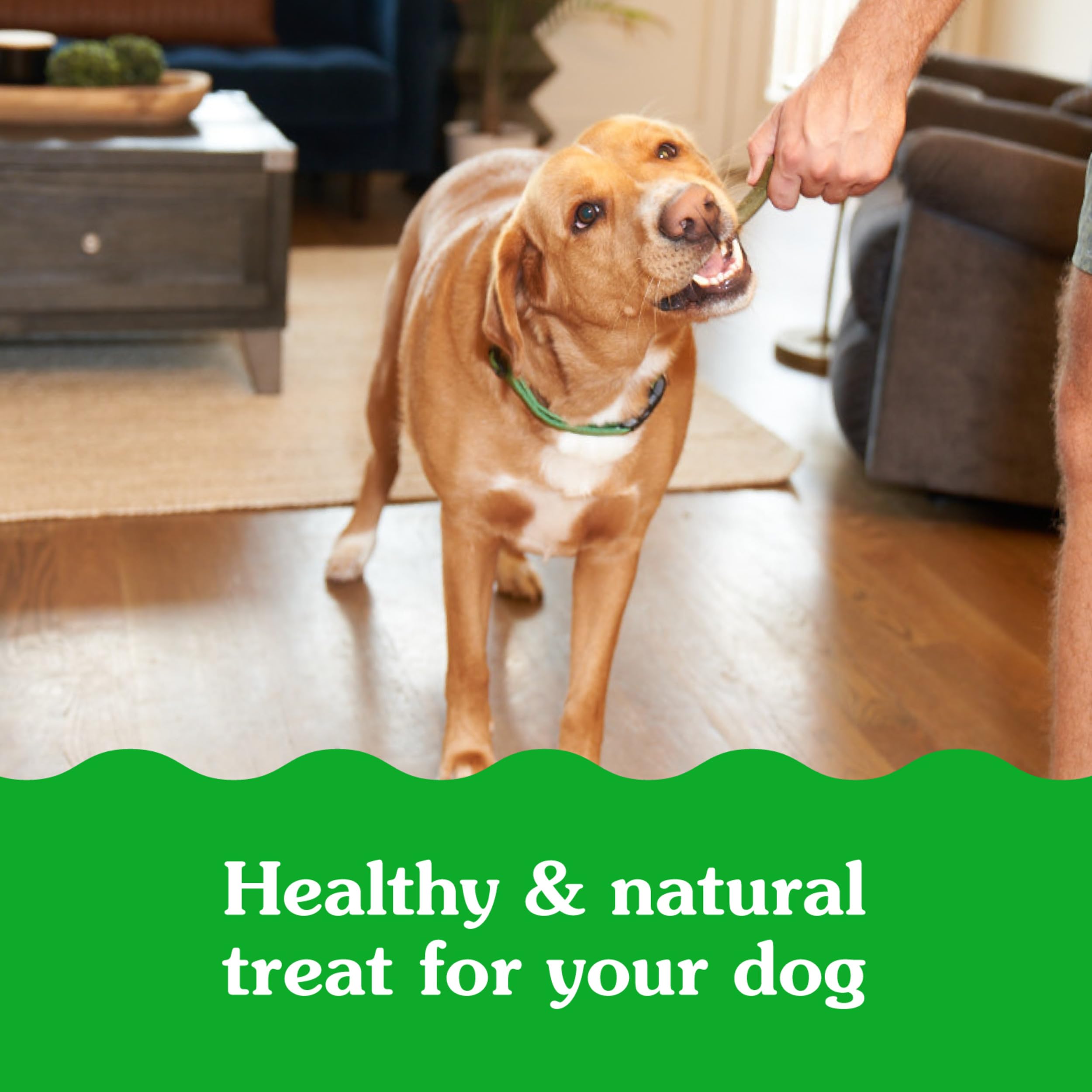 Greenies Smartbites Soft Dog Treats, Dog Immune Support Crunchy & Soft, Chicken Flavor, 28 oz. Pack - Image 12